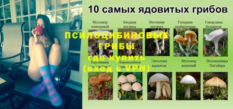 хочу наркоту  Абаза  ссылка на мегу онион  Галлюциногенные грибы Psilocybine cubensis 